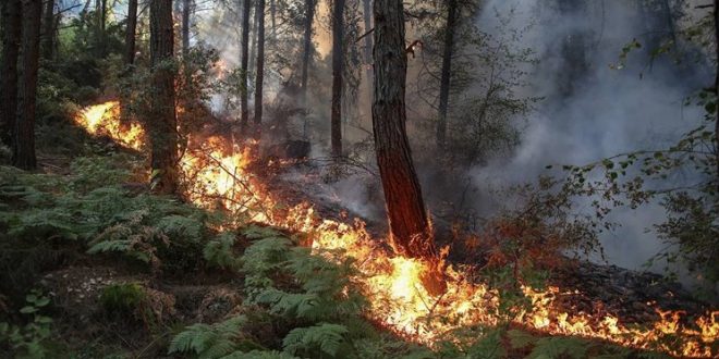 چرا جنگل های ترکیه در آتش می سوزد؟